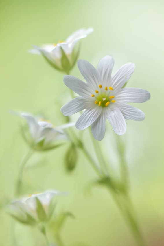 Spring sparkle by Mandy Disher — canvas wall art