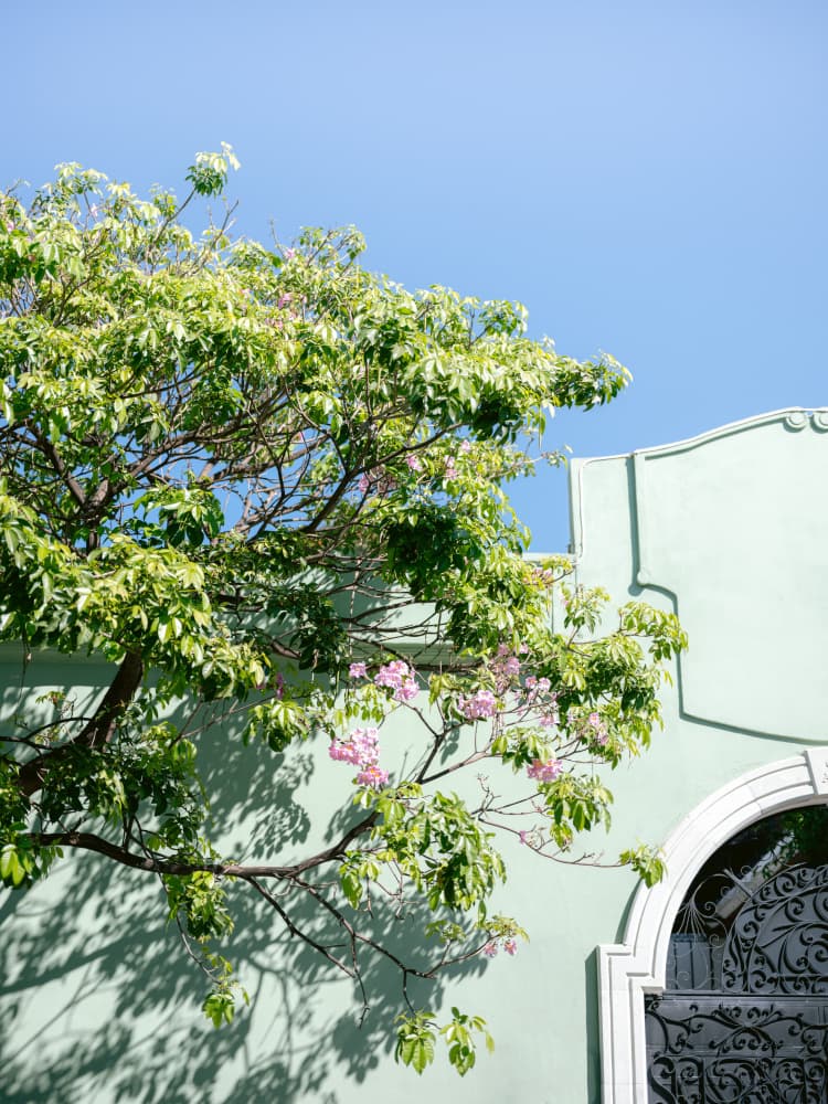 Pastel Oaxaca Architecture | Mexico travel photography by Raisa Zwart — canvas wall art