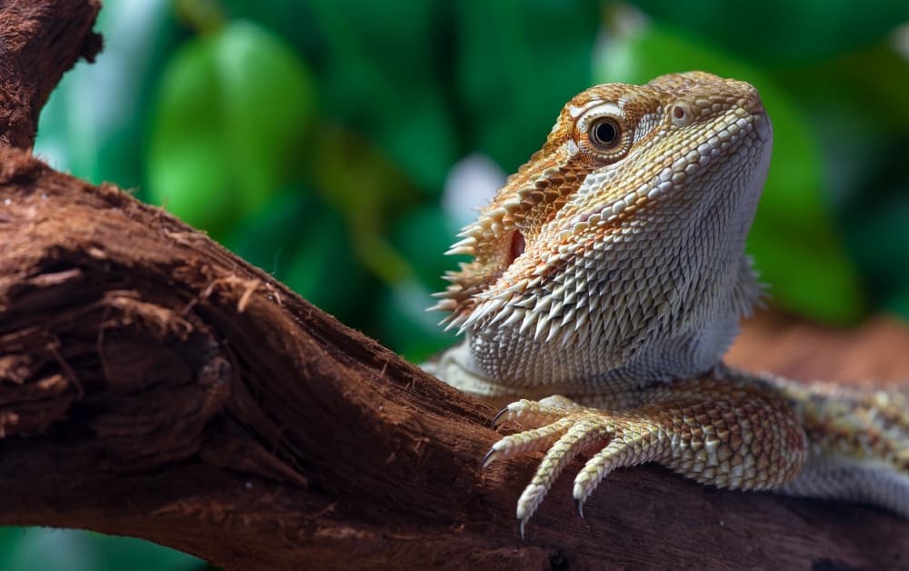 Regal Bearded Dragon by Jorge Feteira — canvas wall art