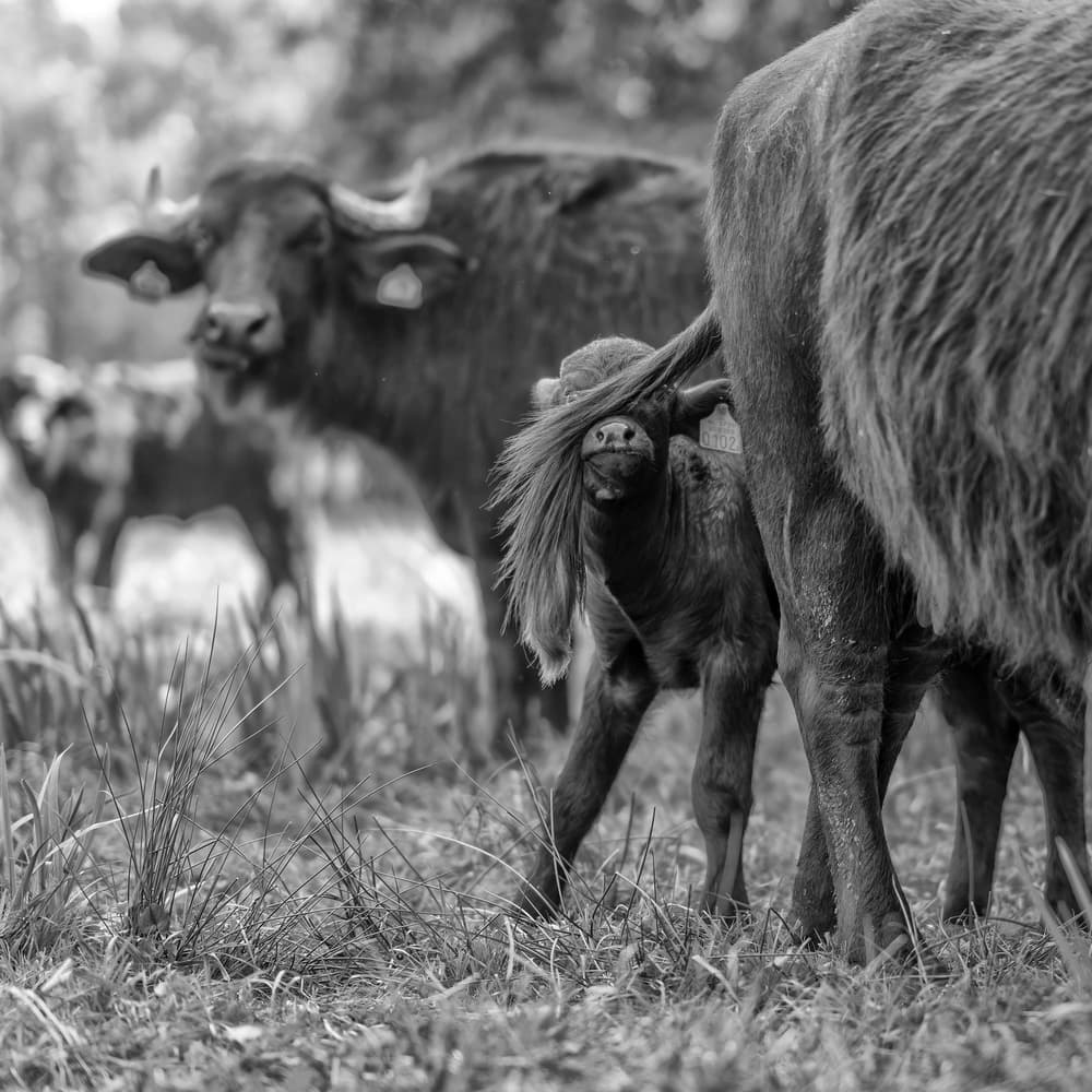 Curious Baby Buffalo by Gert van den Bosch — canvas wall art