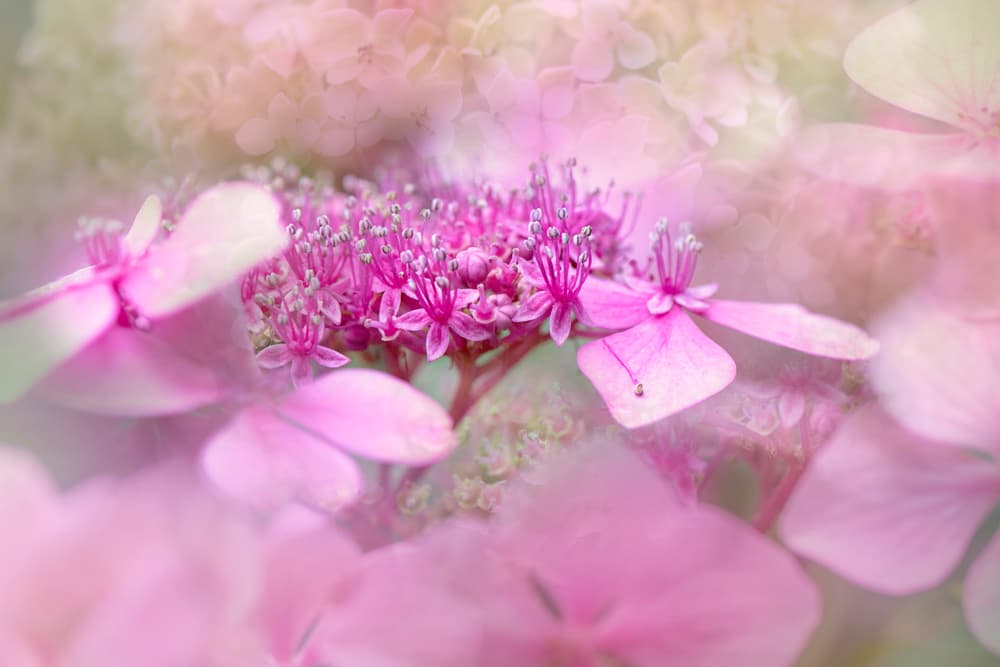Dreamy Pink Flowers by Jacky Parker — canvas wall art