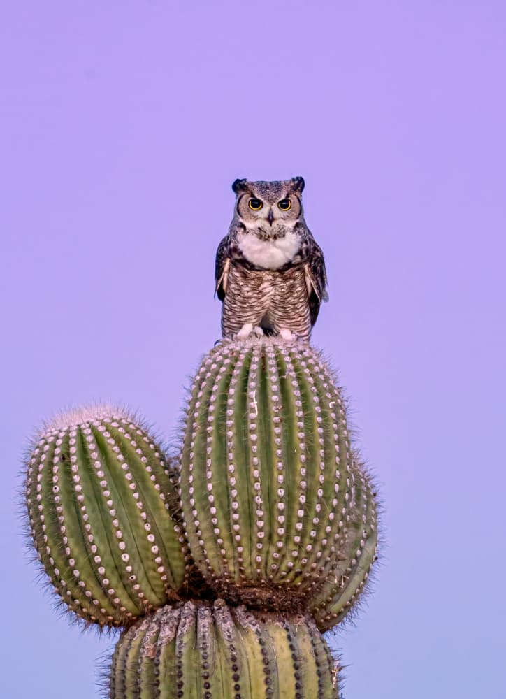 Majestic Desert Owl by Max Wang — canvas wall art