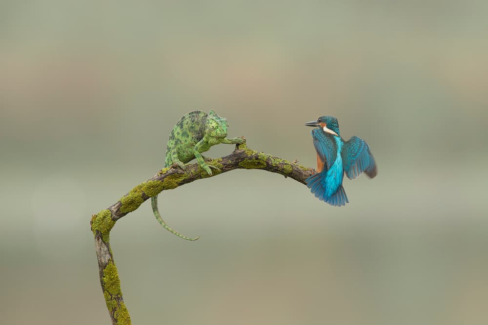Chameleon Kingfisher Encounter by Eyal Amer — canvas wall art
