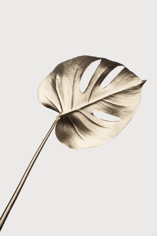 Elegant Monstera Leaf by Pictufy Studio III — canvas wall art