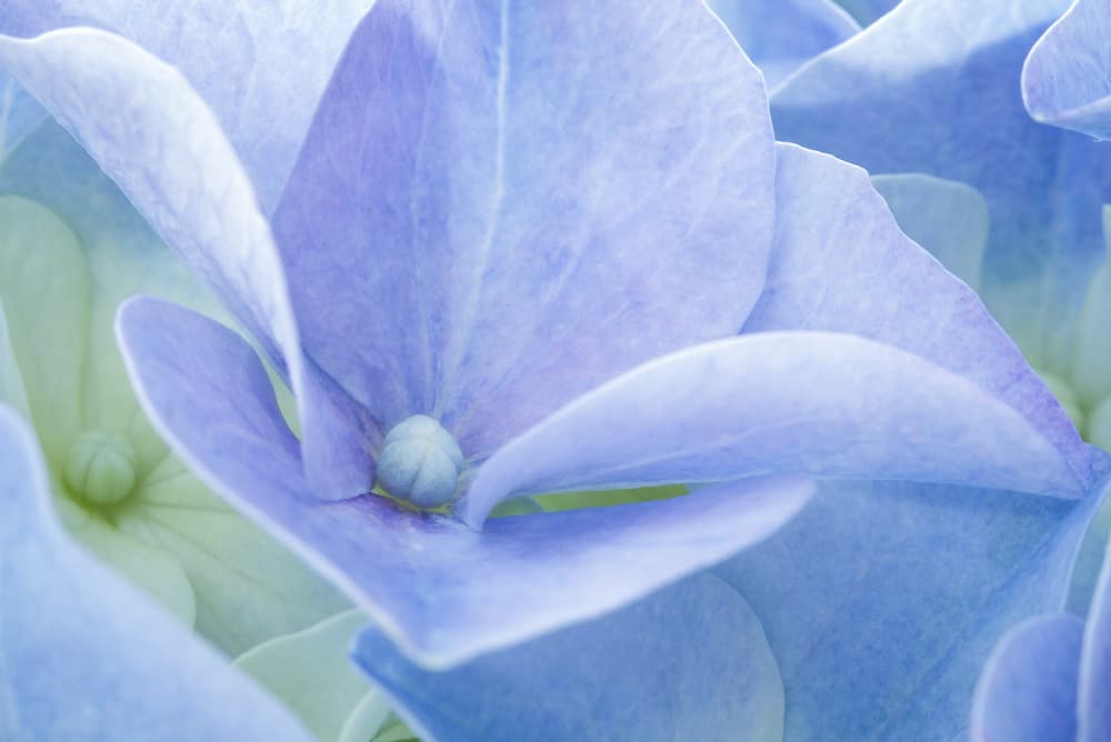 Soft Blue Hydrangea by Corinna van der Ven — canvas wall art