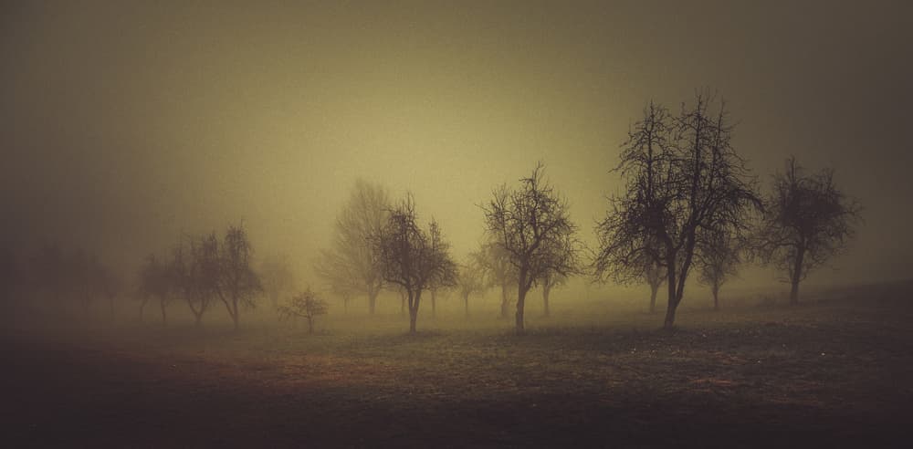 Misty Winter Trees by Andrea Fraccaroli — canvas wall art