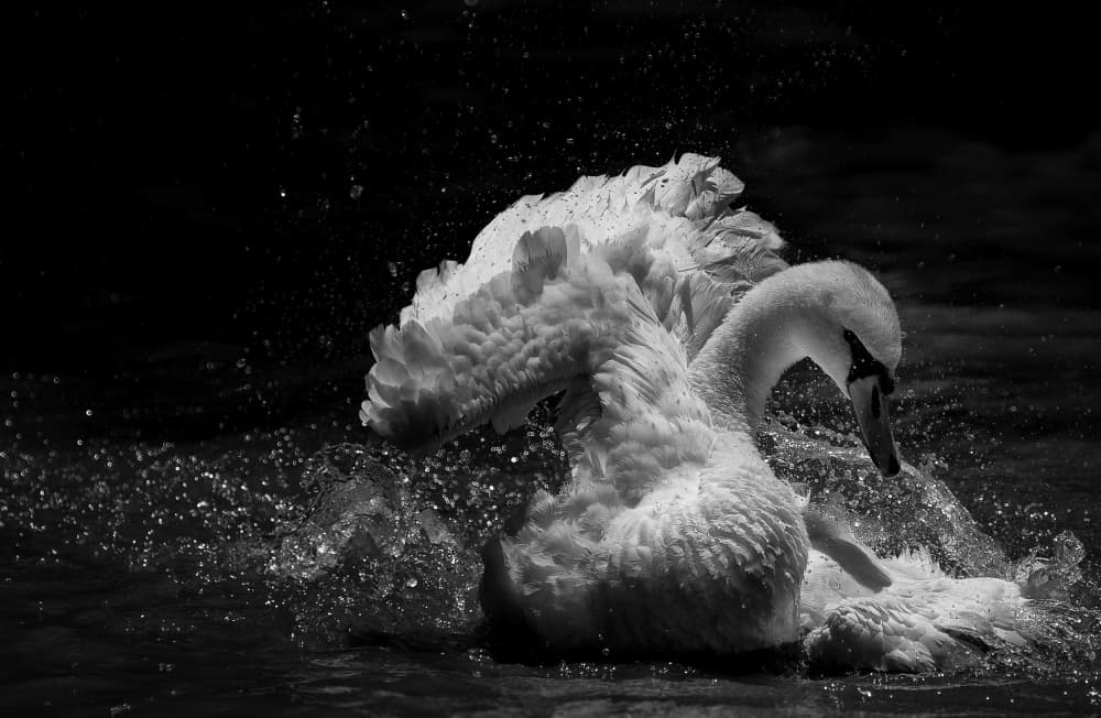 Elegant Swan Splash by C.S. Tjandra — canvas wall art