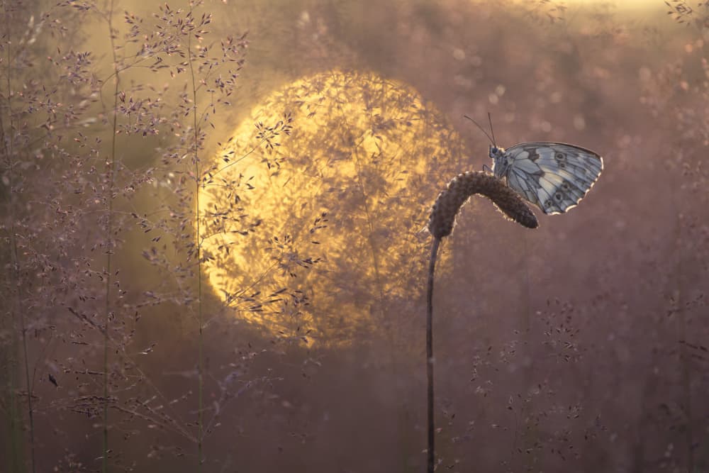 Butterfly In Golden Light by Sebastien Blomme — canvas wall art