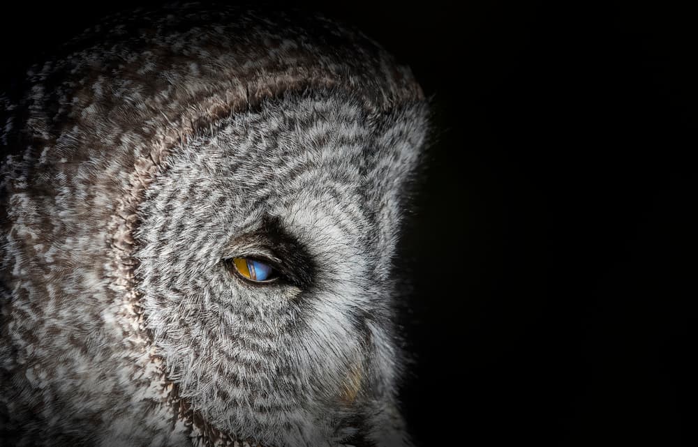 Great Gray Owl Eye by Phillip Chang — canvas wall art