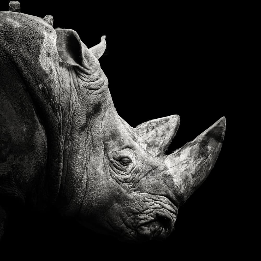 Powerful Rhino Profile by Christian Meermann — canvas wall art