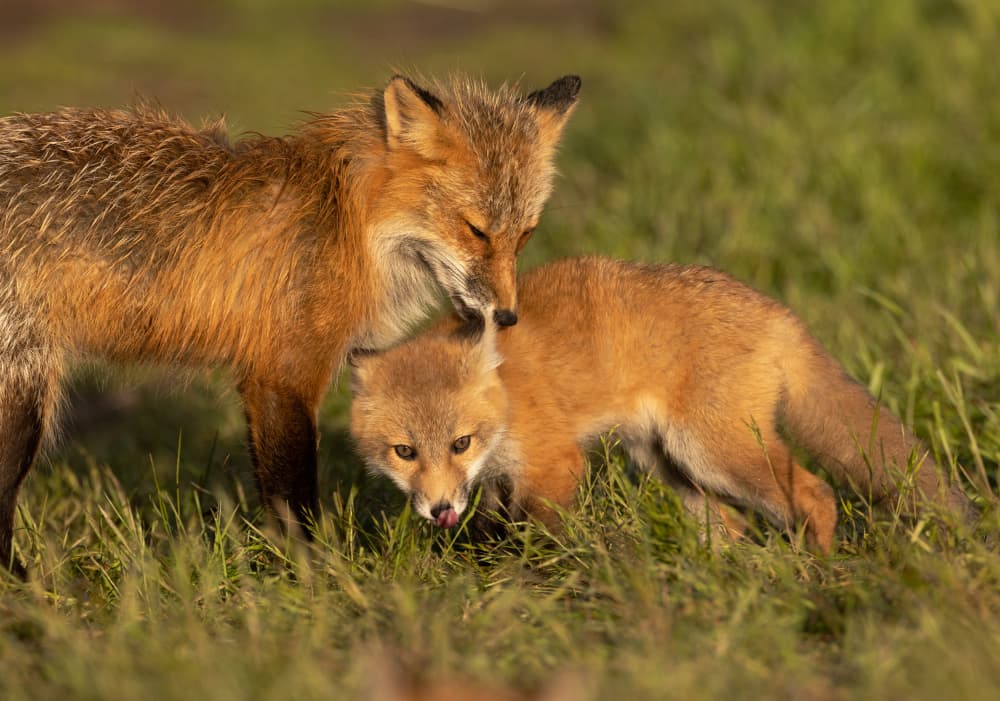 Tender Fox Moment by Johnson Huang — canvas wall art