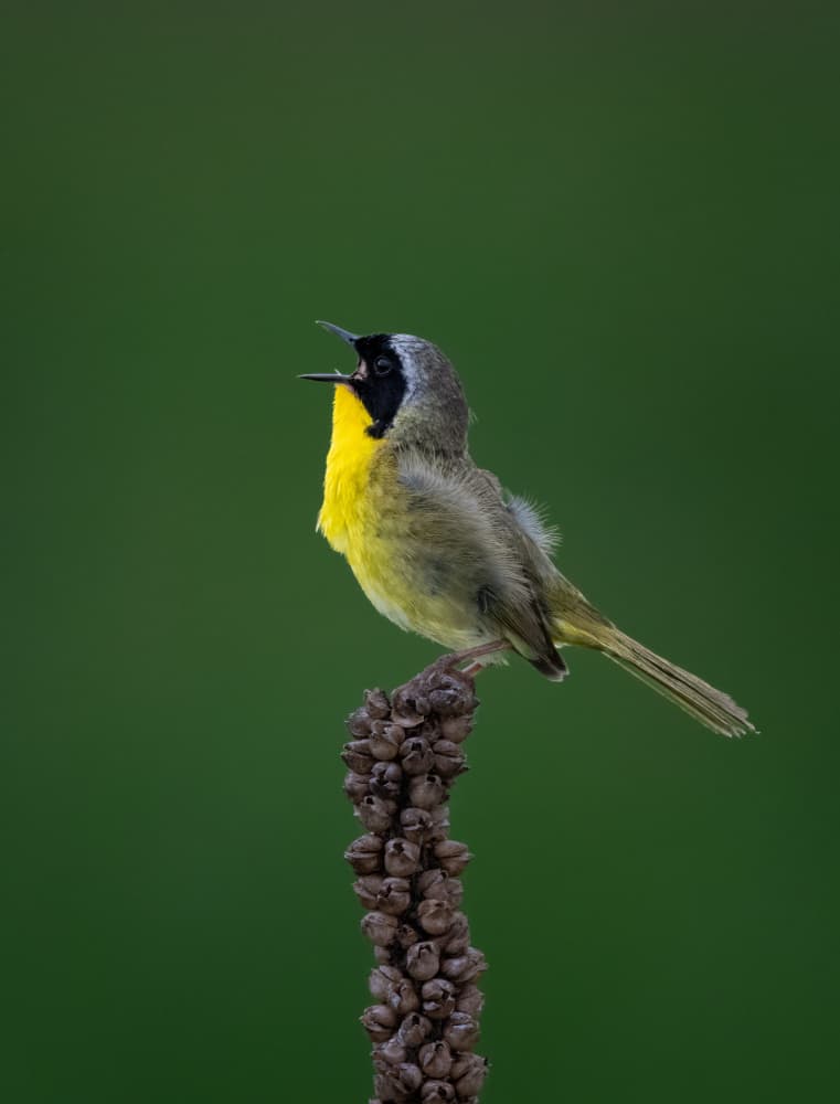 Common Yellowthroat Singing by Vicki Lai — canvas wall art