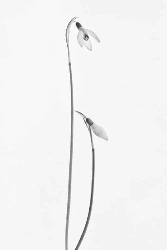 Gentle Snowdrop Blooms by Lotte Grønkjær — canvas wall art