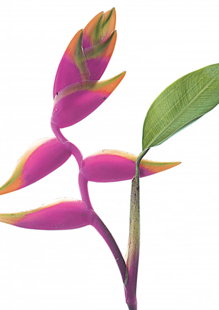 Tropical Elegance by Shot by Clint — canvas wall art