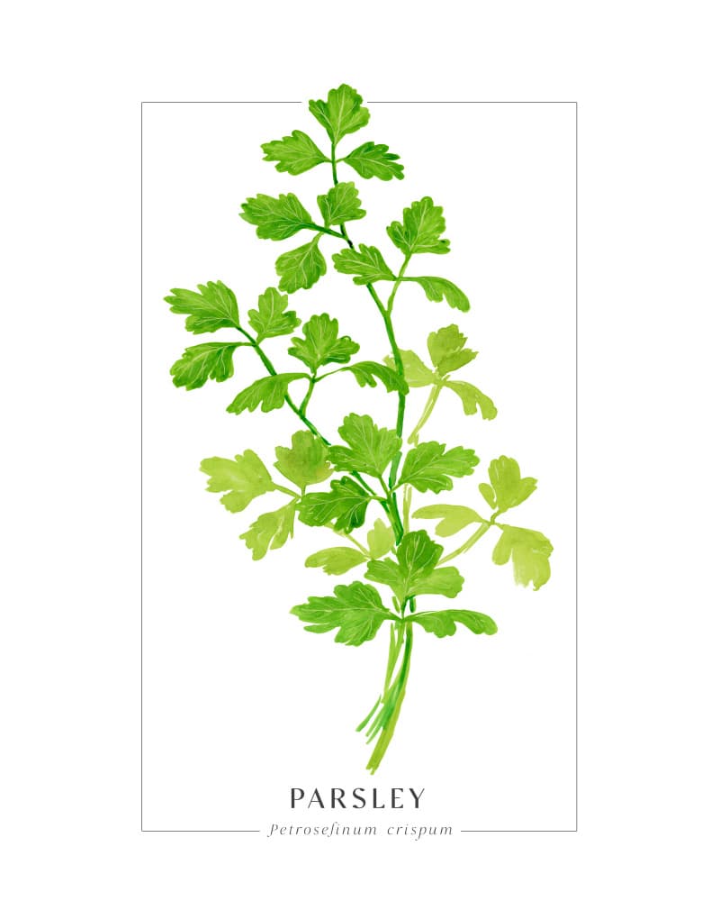 Fresh Parsley Sprig by Rosana Laiz Blursbyai — canvas wall art