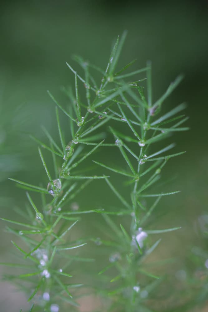 Fresh Green Water Drops by Rosana Laiz Blursbyai — canvas wall art