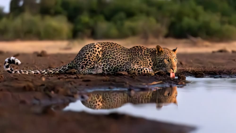 Leopard Drinking Reflection by Jun Zuo — canvas wall art