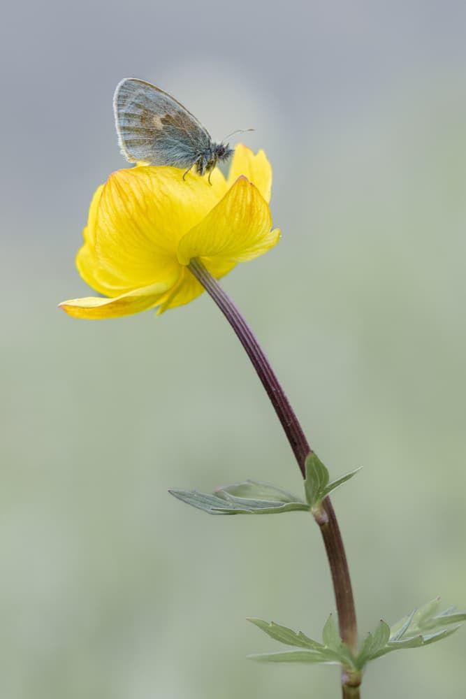 Delicate Butterfly on Yellow by Adrian Tudose — canvas wall art