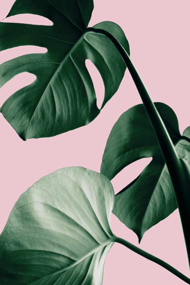 Monstera Leaves Pink by Pictufy Studio III — canvas wall art