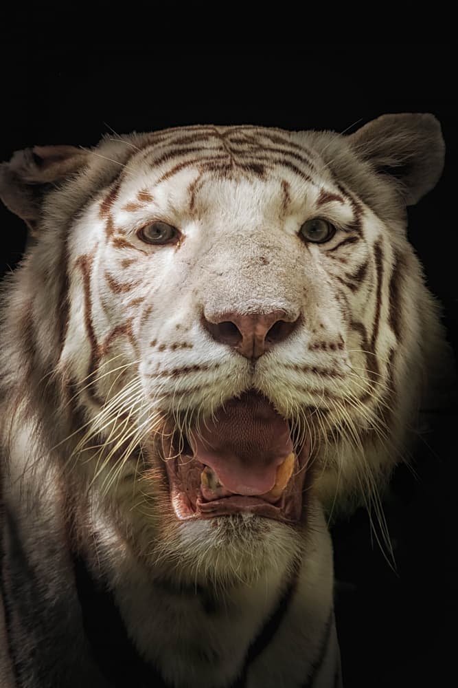 Roaring White Tiger by alberti Patrick — canvas wall art