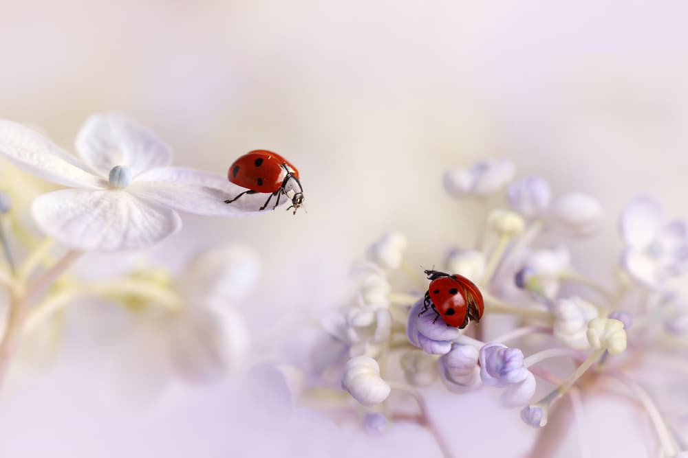 Delicate Ladybugs On Flowers by Ellen van Deelen — canvas wall art