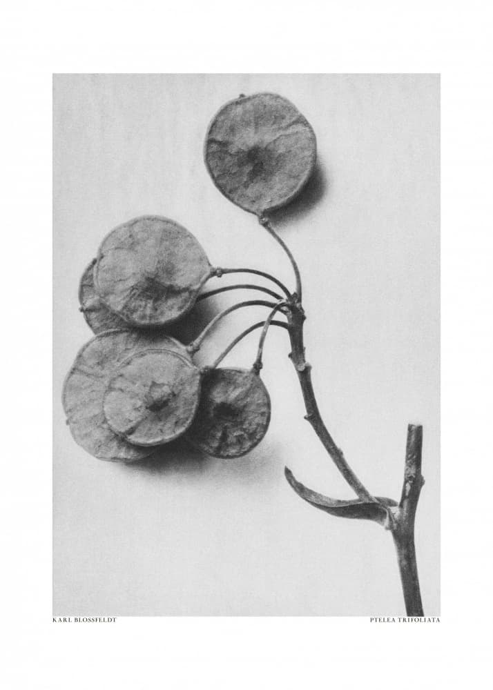Ptelea Trifoliata by Karl Blossfeldt — canvas wall art