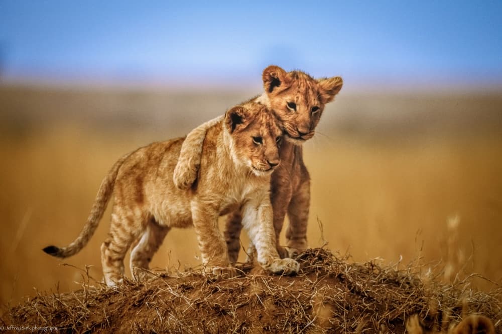 Playful Lion Cubs by Jeffrey C. Sink — canvas wall art