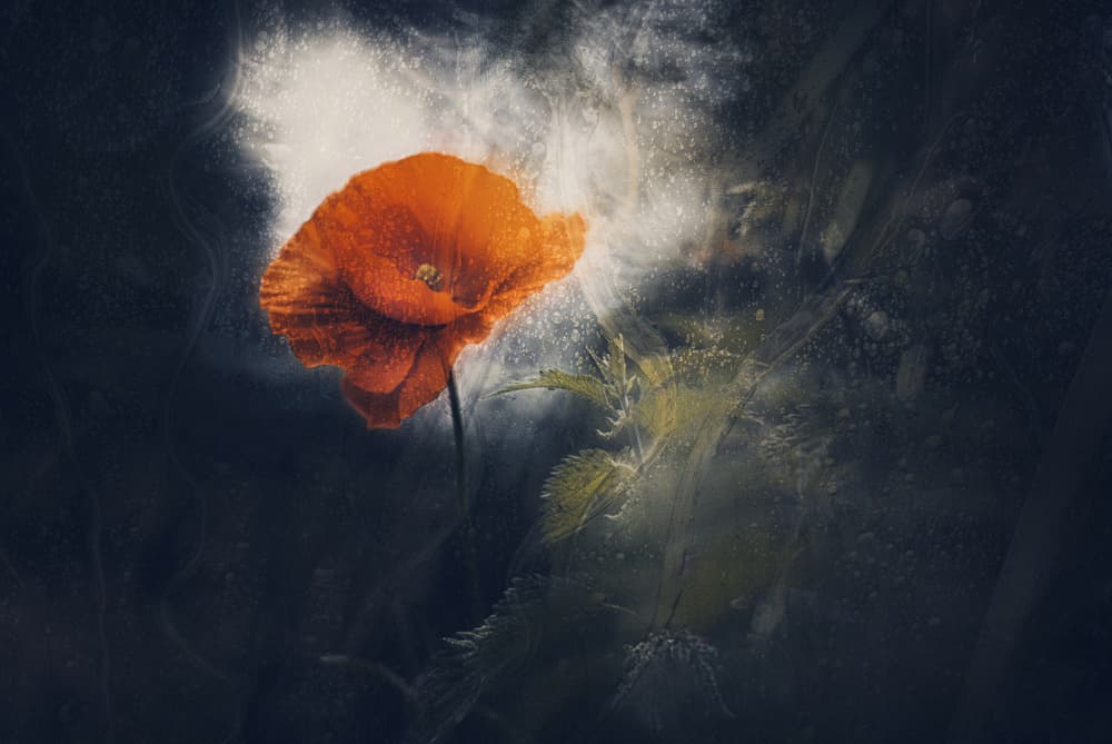 Glowing Poppy Bloom by Jan van der Linden — canvas wall art