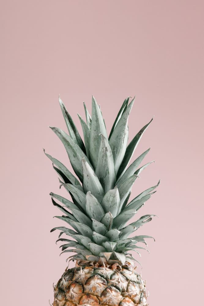 Tropical Pink Pineapple by Pictufy Studio III — canvas wall art