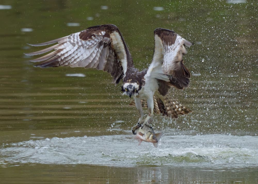 Dynamic Osprey Fishing by Johnny Chen — canvas wall art