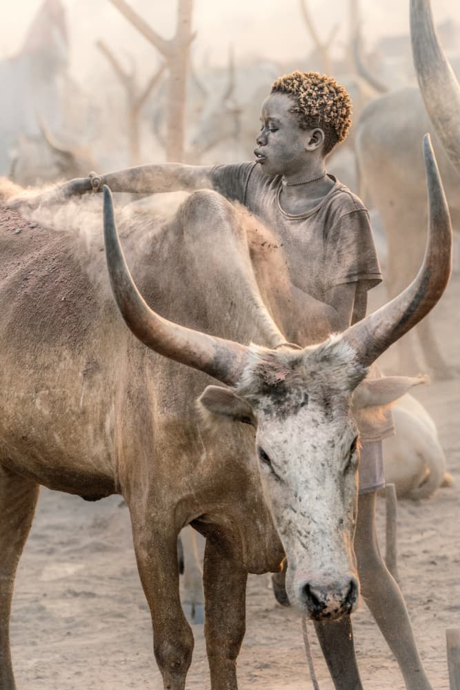 Dusty Boy and Zebu by Trevor Cole — canvas wall art