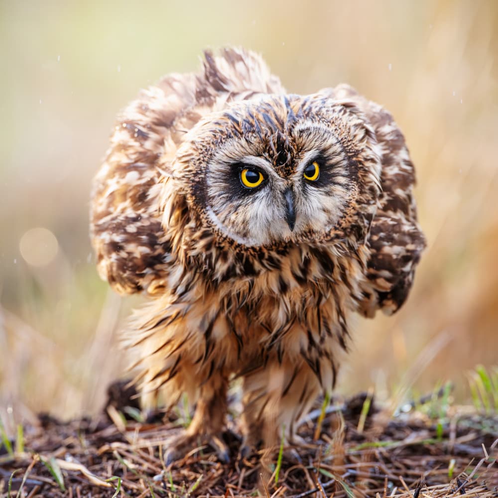 short-eared owl by Taksing (吉星高照) — canvas wall art