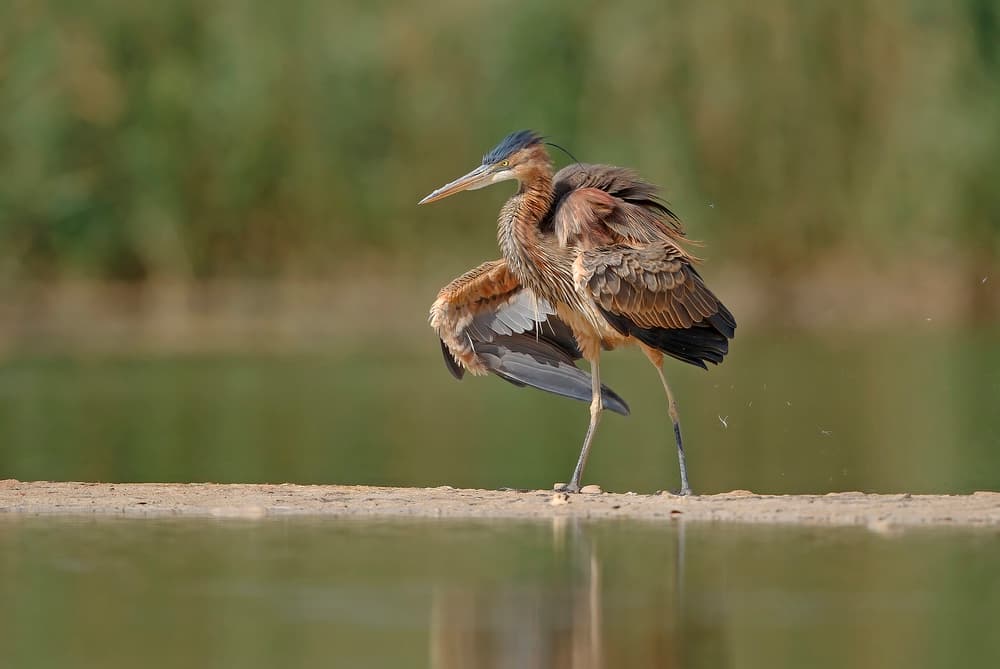 Purple Heron By Water by Shlomo Waldmann — canvas wall art