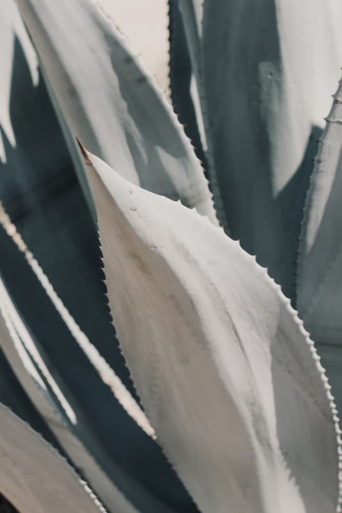 Blue Agave Leaves by Stephanie Klatt — canvas wall art
