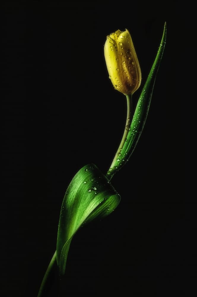 Vibrant Yellow Tulip by Joe Conroy — canvas wall art