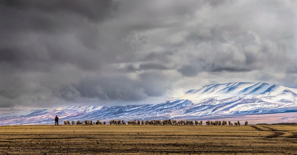 Herd on Winter Plains by Jun Zuo — canvas wall art