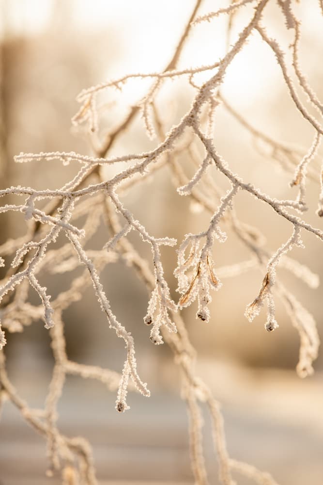 Frosty Morning 6 by Mareike Böhmer — canvas wall art