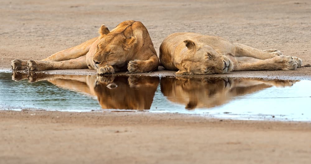 Sleeping Lionesses Reflection by Marco Pozzi — canvas wall art