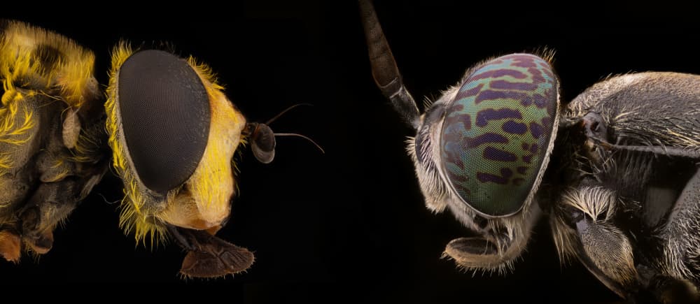 Vibrant Insect Vision by Rico Cavallo — canvas wall art
