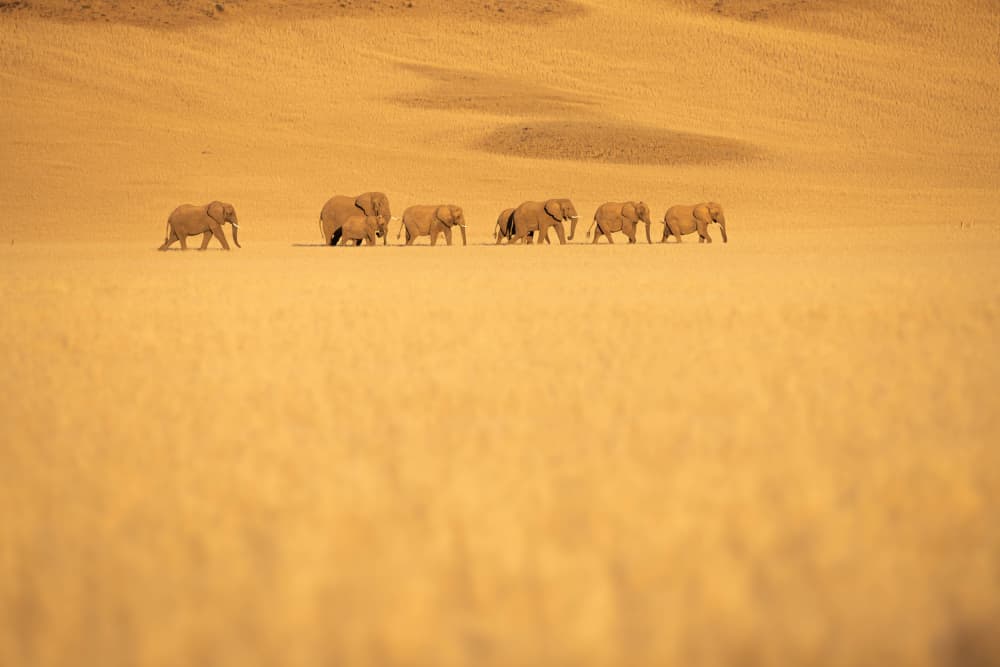 Golden Desert Elephants by Johan Enslin — canvas wall art