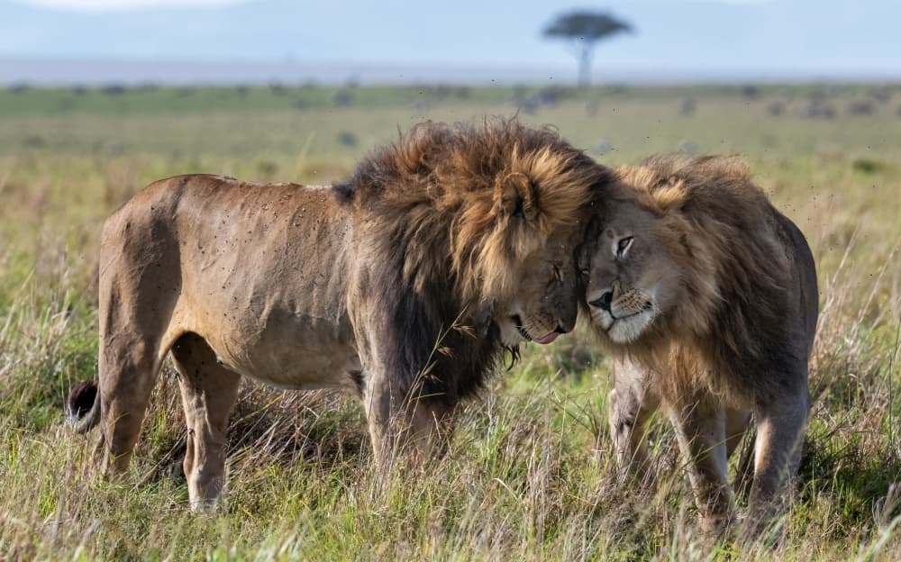 Lions in Embrace by Jie Fischer — canvas wall art