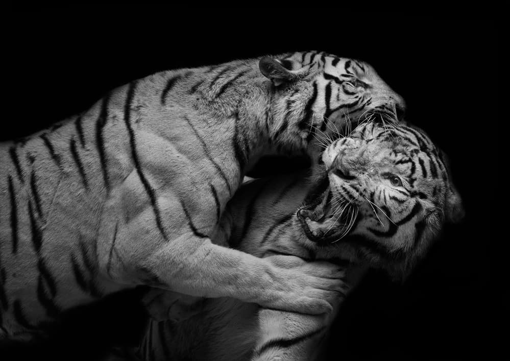 Fierce White Tigers by C.S. Tjandra — canvas wall art