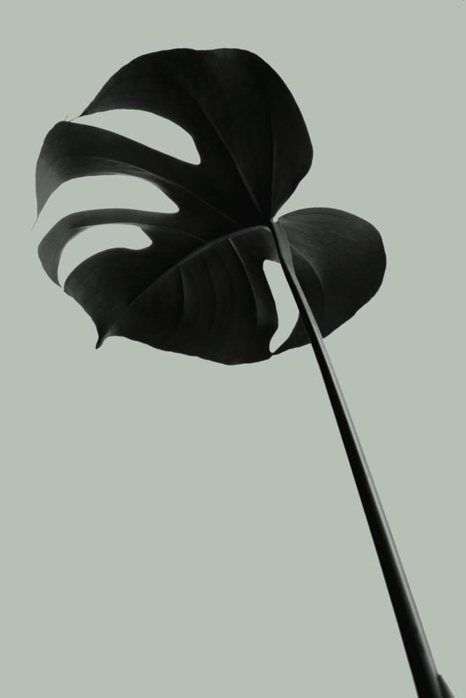 Sleek Monstera Leaf by Pictufy Studio III — canvas wall art