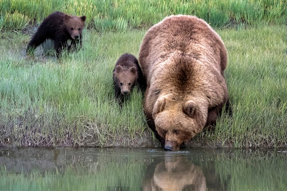 Bear Family Drinking by Renee Doyle — canvas wall art