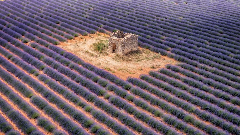 Lavender Field Stone Building by Joško Šimic — canvas wall art