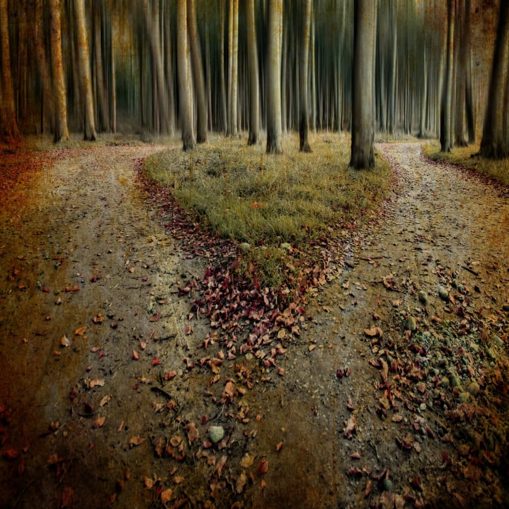 Fork in the Forest Path by Mari O` Benz — canvas wall art