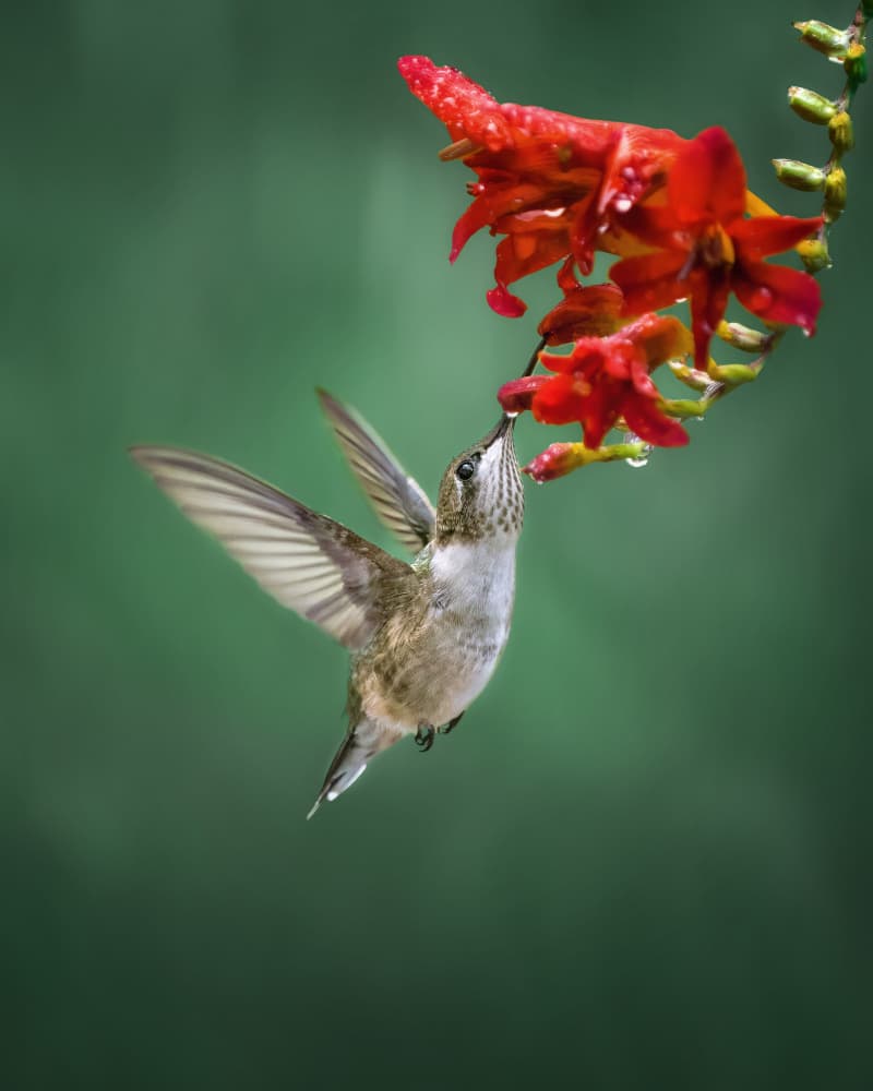 Hummingbird Sips Nectar by Hannah & Wei — canvas wall art