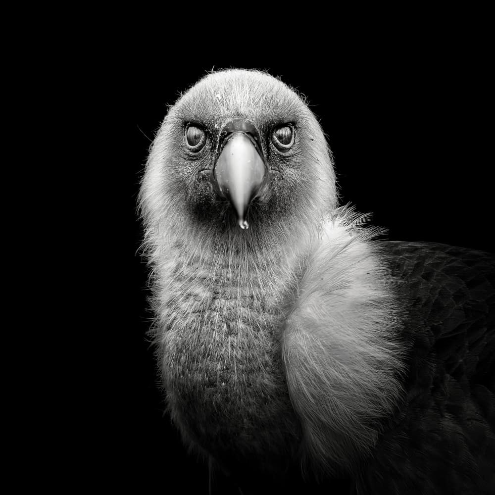 Intense Bird Gaze by Christian Meermann — canvas wall art