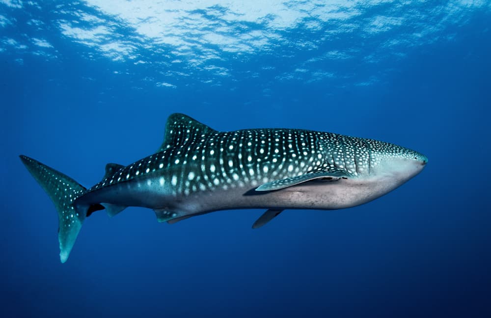 Peaceful Ocean Giant by Cédric Péneau — canvas wall art