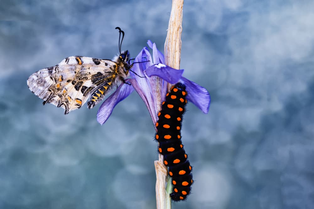 Butterfly and Caterpillar on Bloom by Mustafa öztürk — canvas wall art